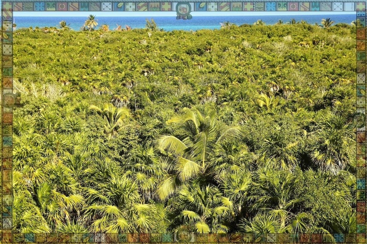 Tours en ATV y Zip-Line: Aventura en la Selva de Tulum