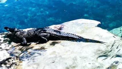 Manati Divers